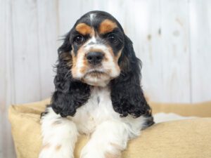 Cocker Spaniel Puppies For Sale Animal Kingdom Arizona