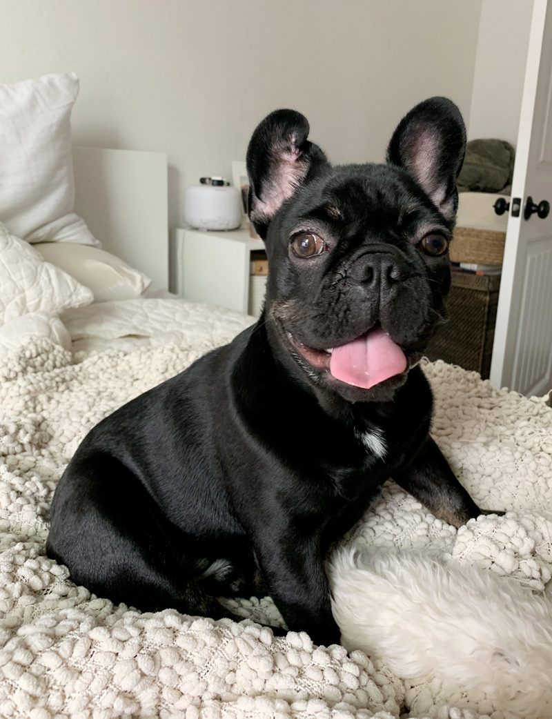 Crinkle the French Bulldog enjoying his time on the bed