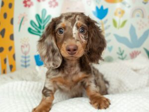Dachshund Puppies Puppies For Sale Animal Kingdom Arizona