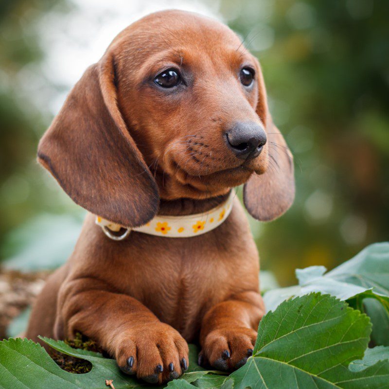 Dachshund Puppies Animal Kingdom Arizona