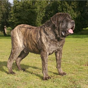 fawn colored mastiff