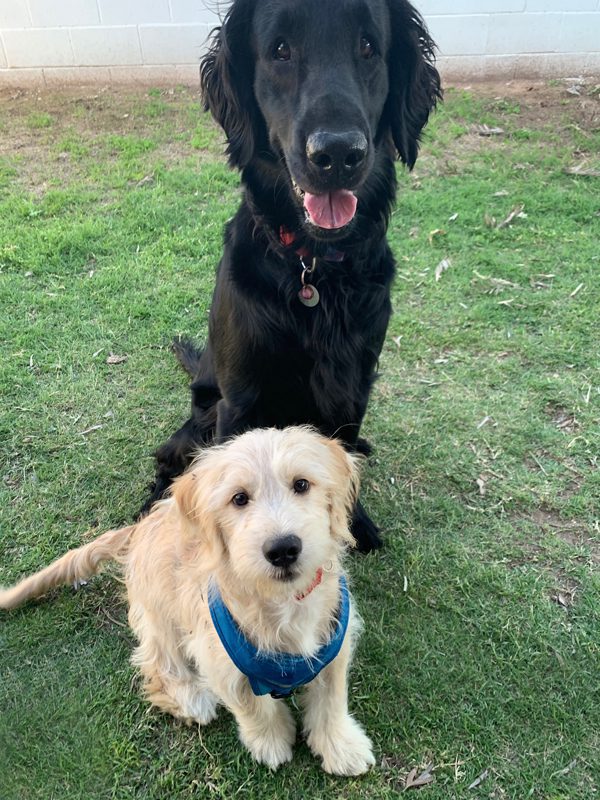 Felix the Golden Tulear with a buddy