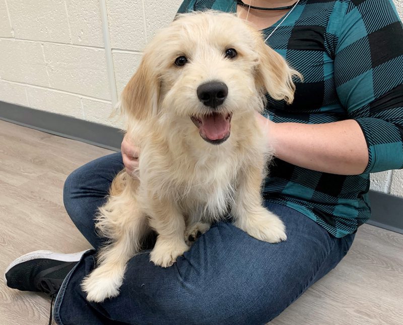 Felix the Golden Tulear enjoying some petting time