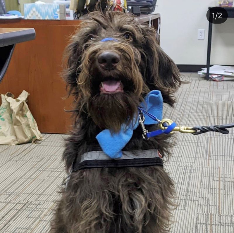 Finn the Labradoodle ready for class