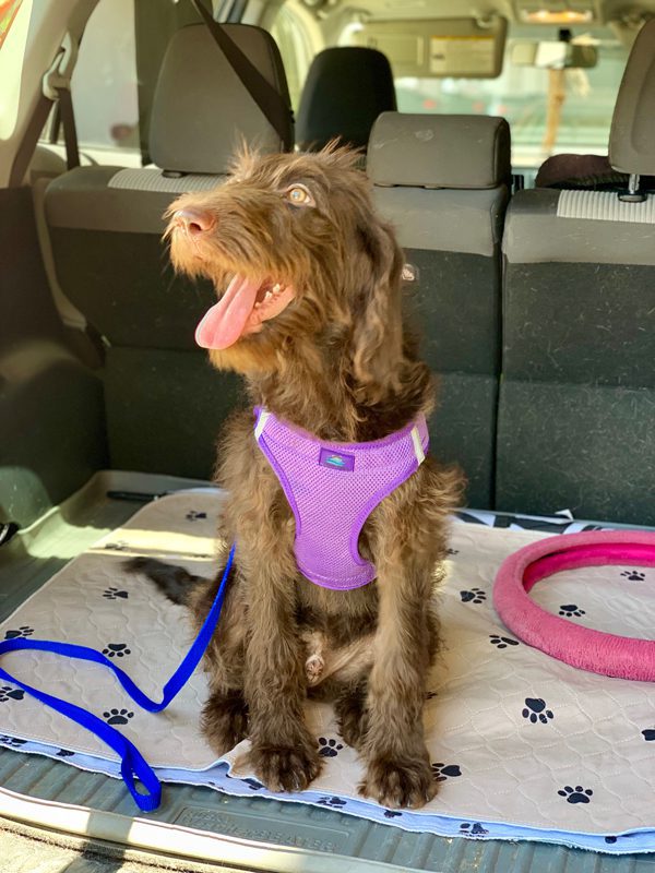 Finn going for a ride on donation day