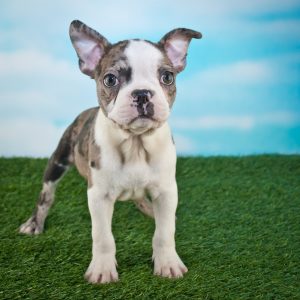 Frenchton Puppies For Sale Animal Kingdom Arizona