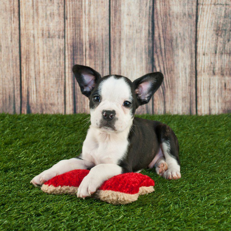 Frenchton Puppies Animal Kingdom Arizona