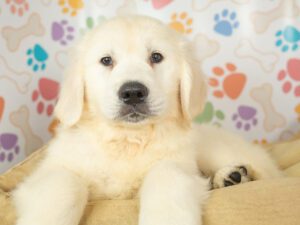 Golden Retriever Puppies Puppies For Sale Animal Kingdom Arizona