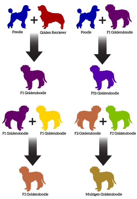 Goldendoodle Dog Breed Information & Characteristics