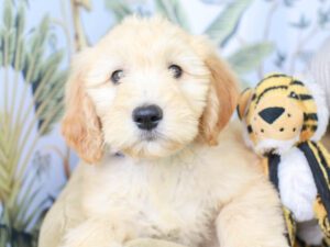 Goldendoodle Puppies For Sale Animal Kingdom Arizona