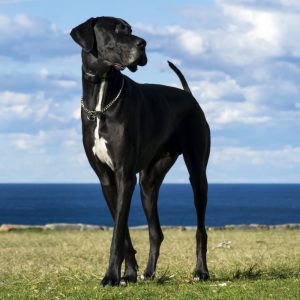 great dane with puppy