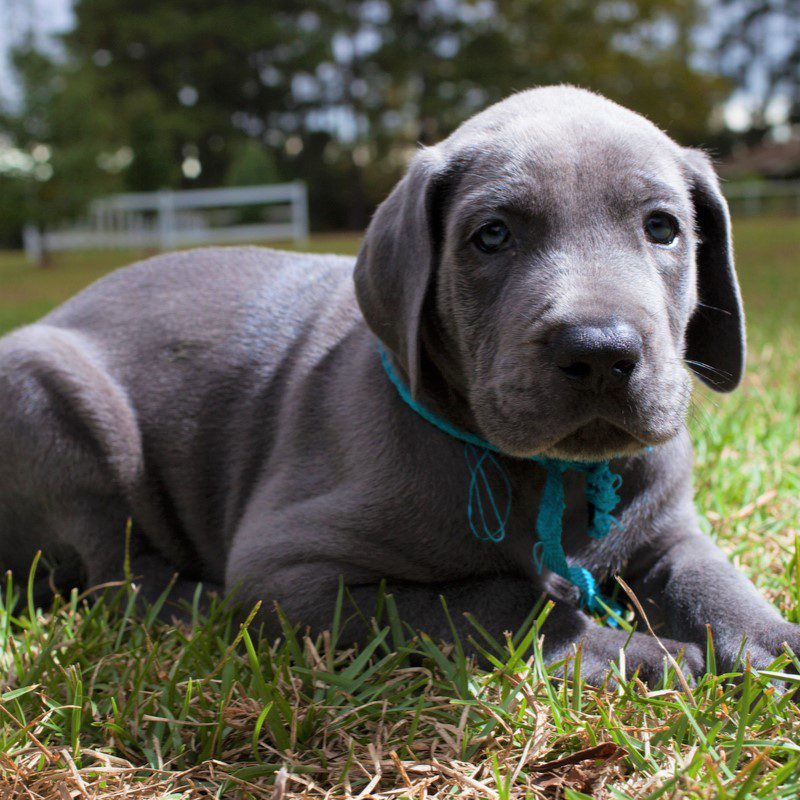 Great Dane Puppies Animal Kingdom Arizona