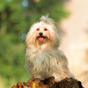 Havanese Puppy Available | Goldenacresdogs.com