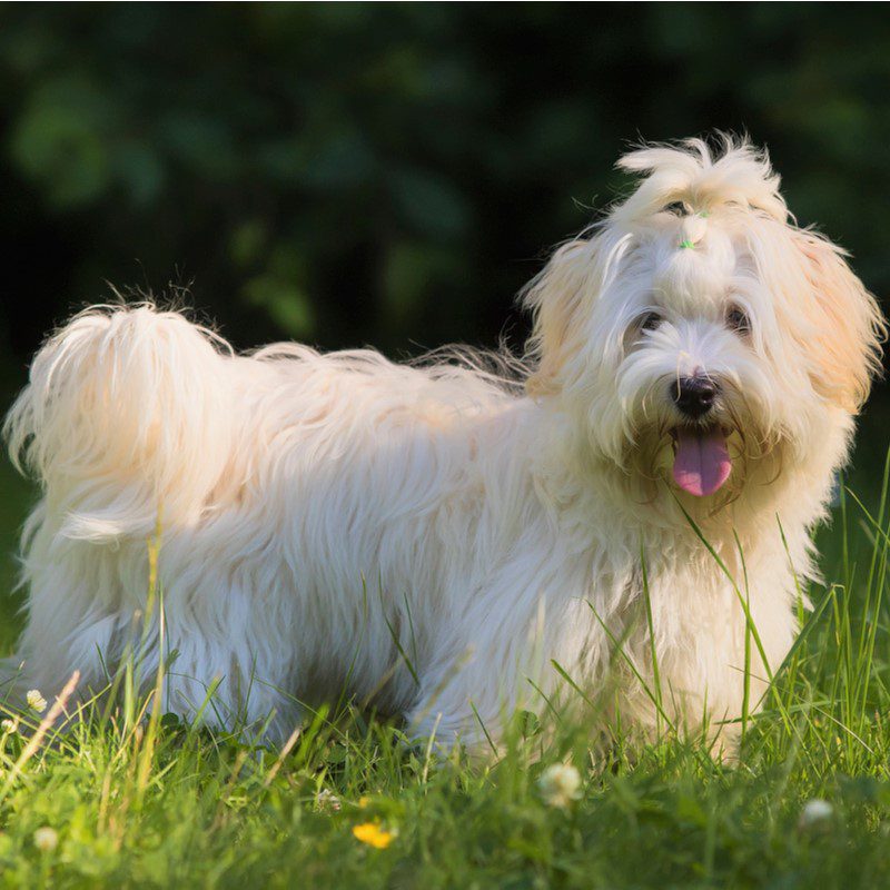 Havanese Puppies Animal Kingdom Arizona