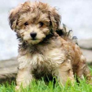 havanese poodle for sale