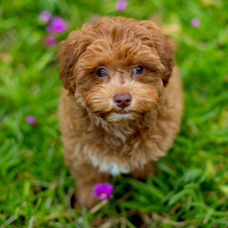 Havapoo Puppies Animal Kingdom Arizona