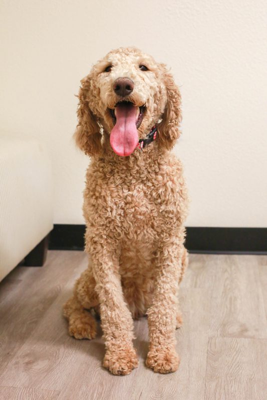 Hazel the Standard Poodle smiling for the camera