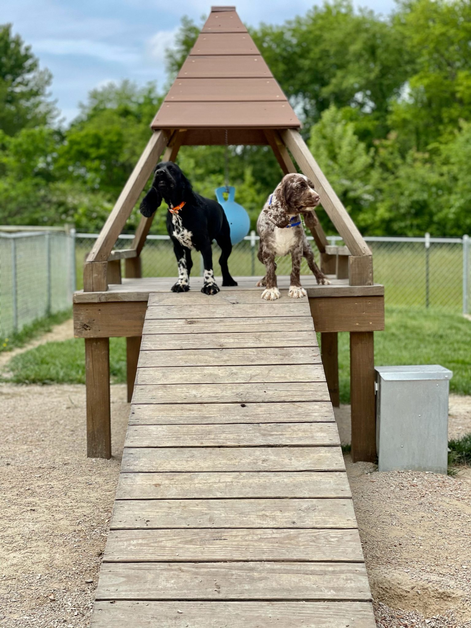 Cocker spaniels hanging out of the puppy playground