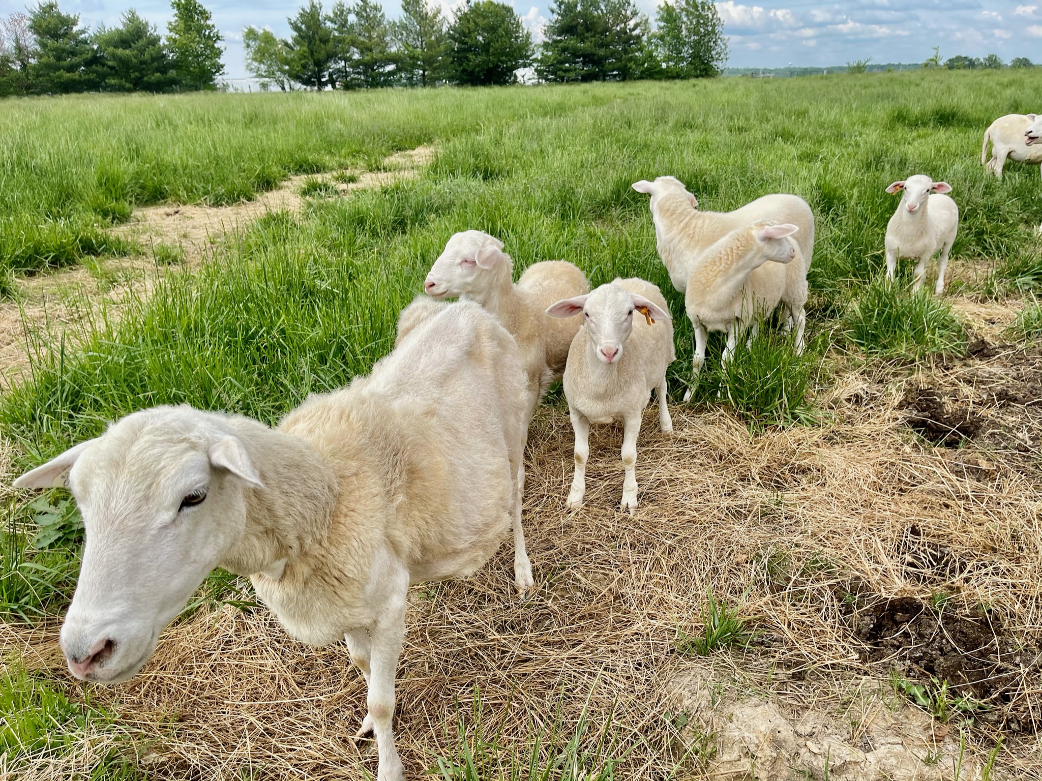 Sheep live in harmony with the puppies