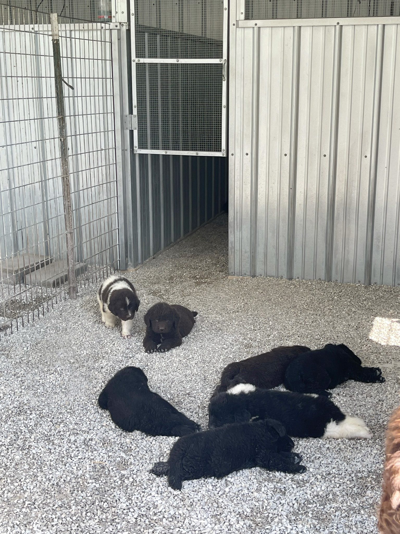 Relaxing newfie puppies