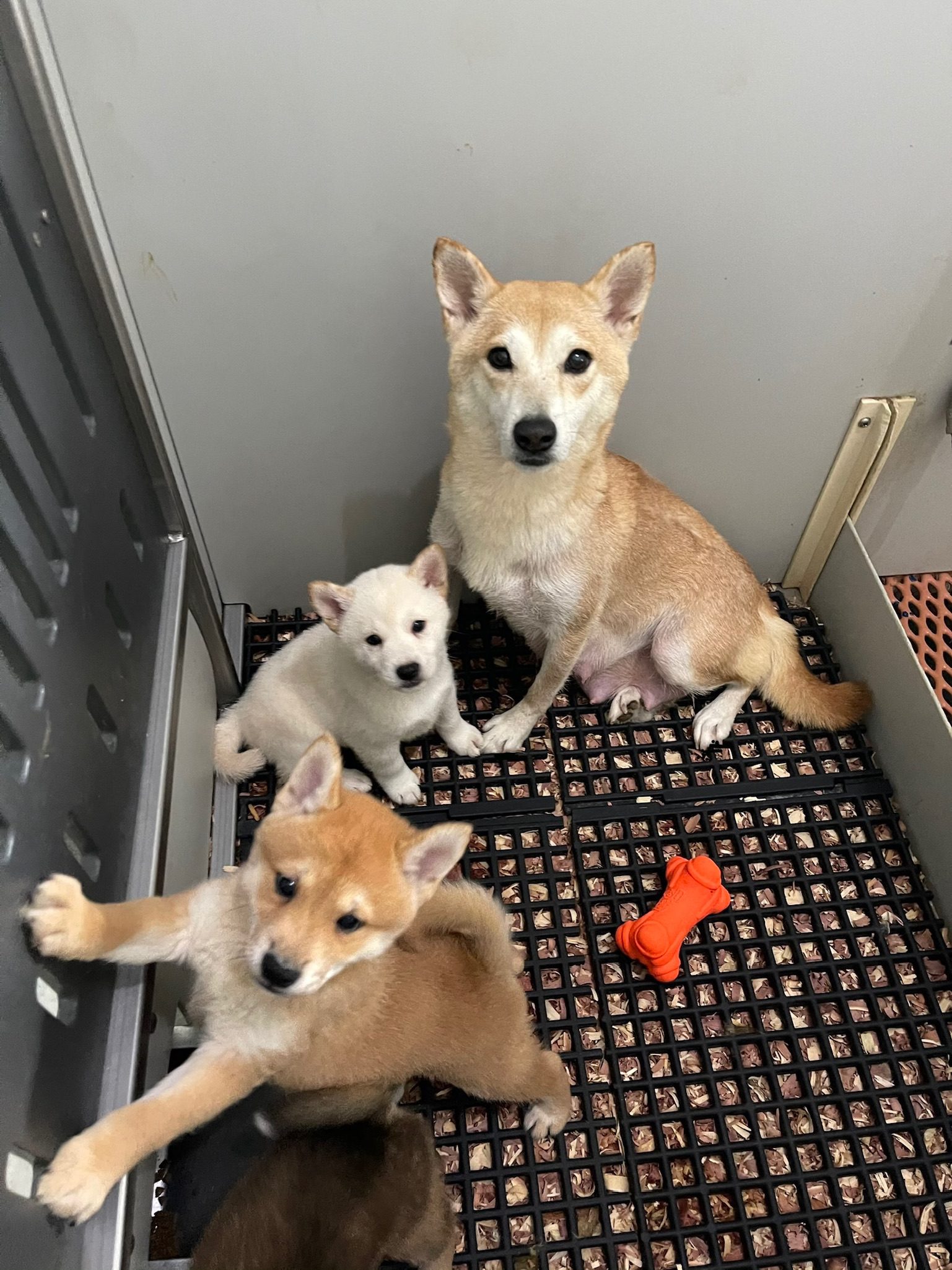 Shiba mom and puppies in a kennel