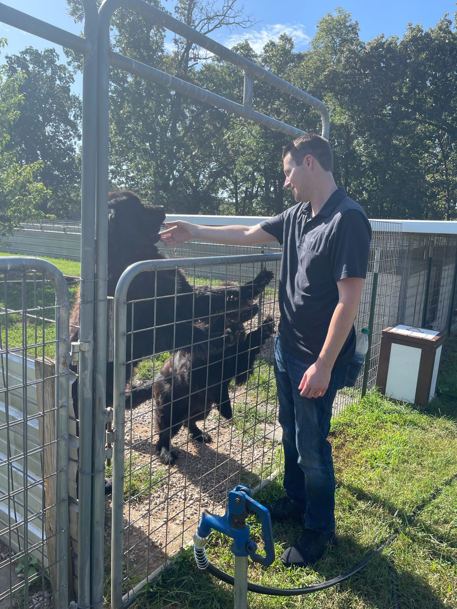 Puppies N Love and Animal Kingdom district manager greets some adult Newfoundlands