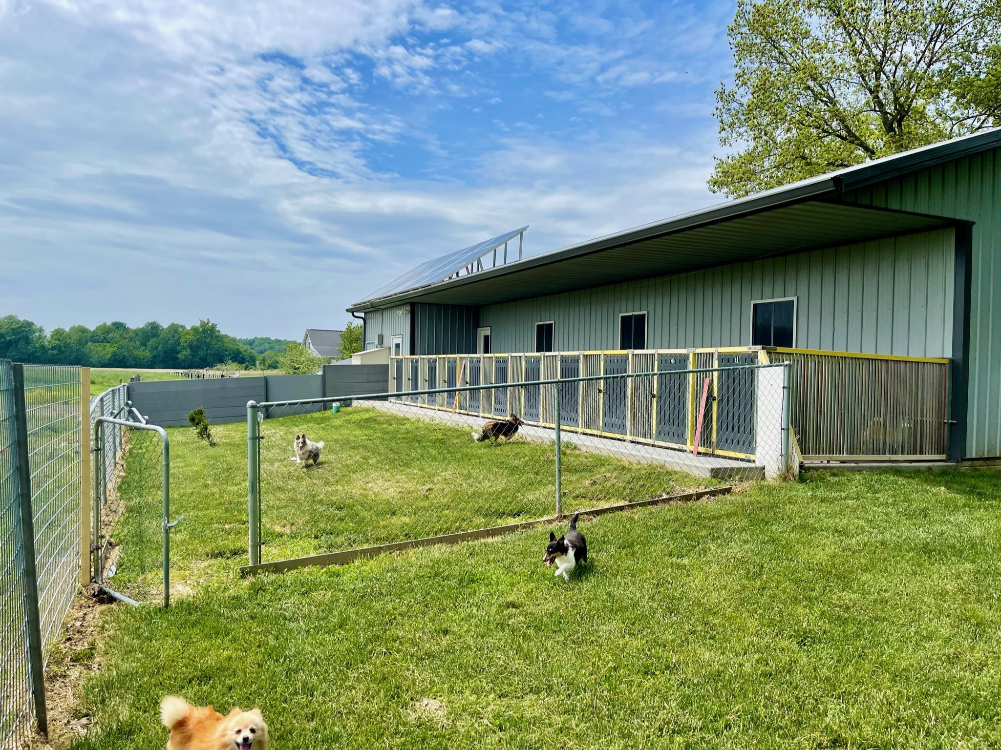 Outdoor kennels lead to the massive play yard