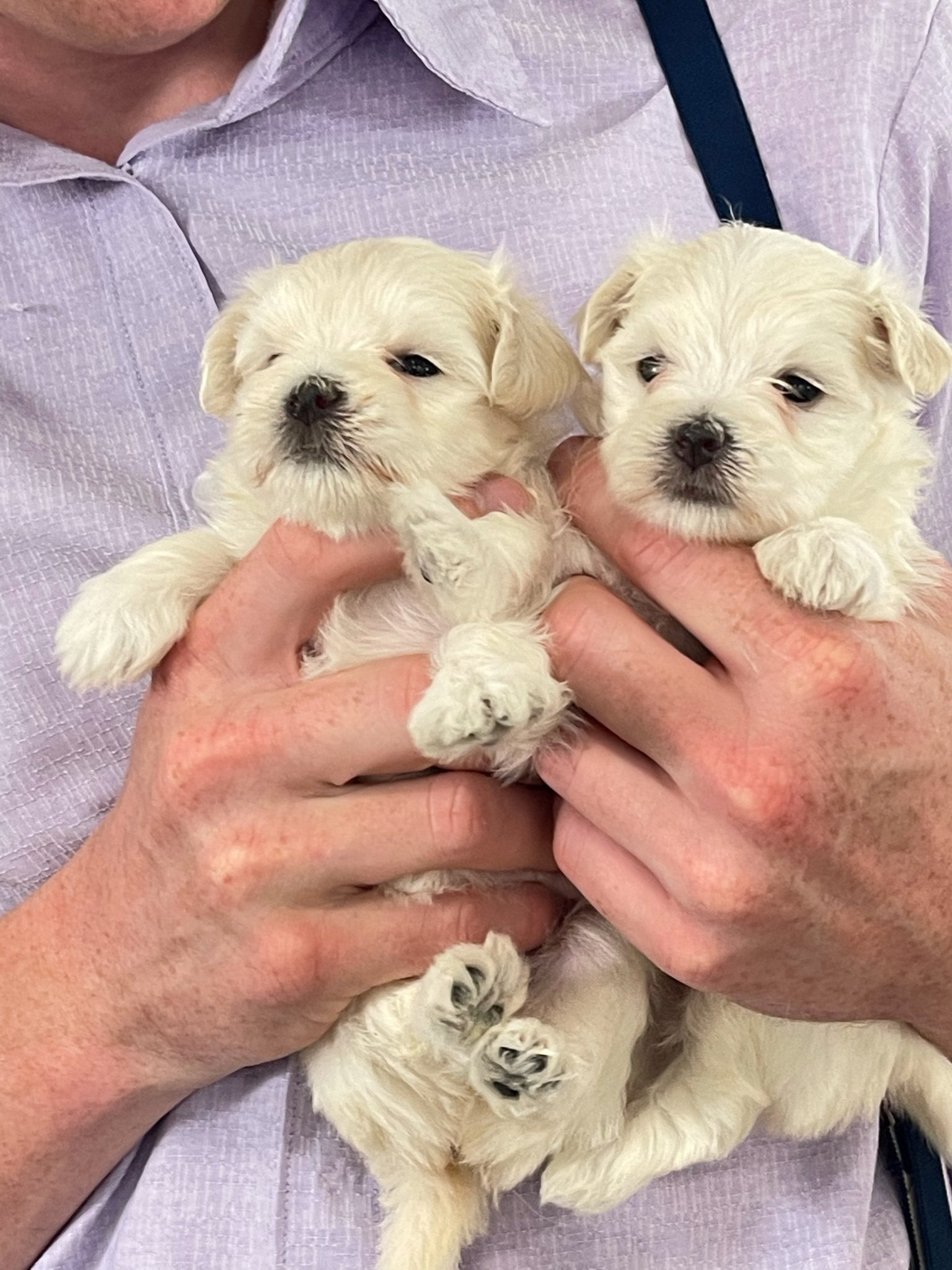 A pair of Maltese puppies