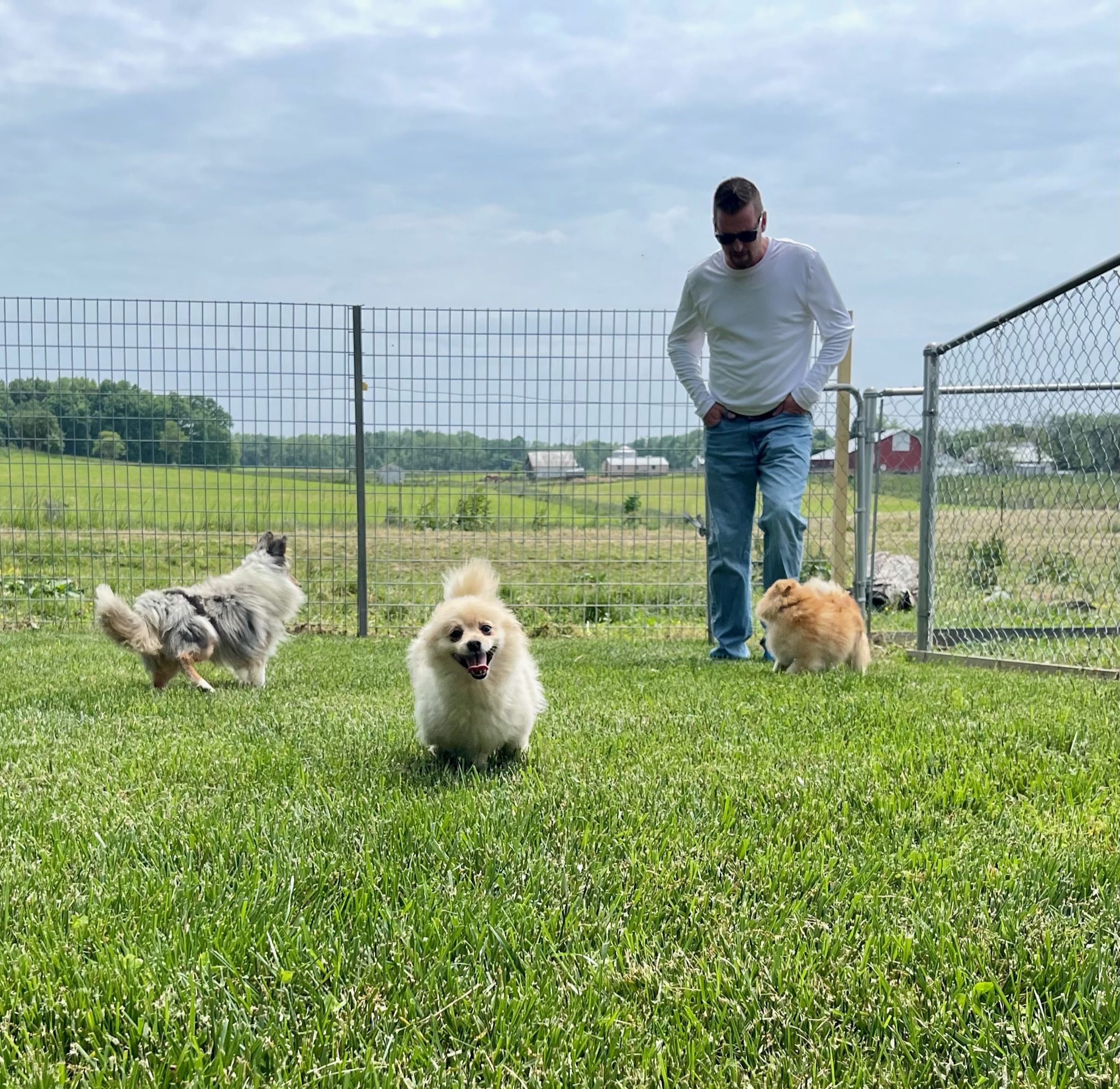 Dogs happily galavanting in the yard