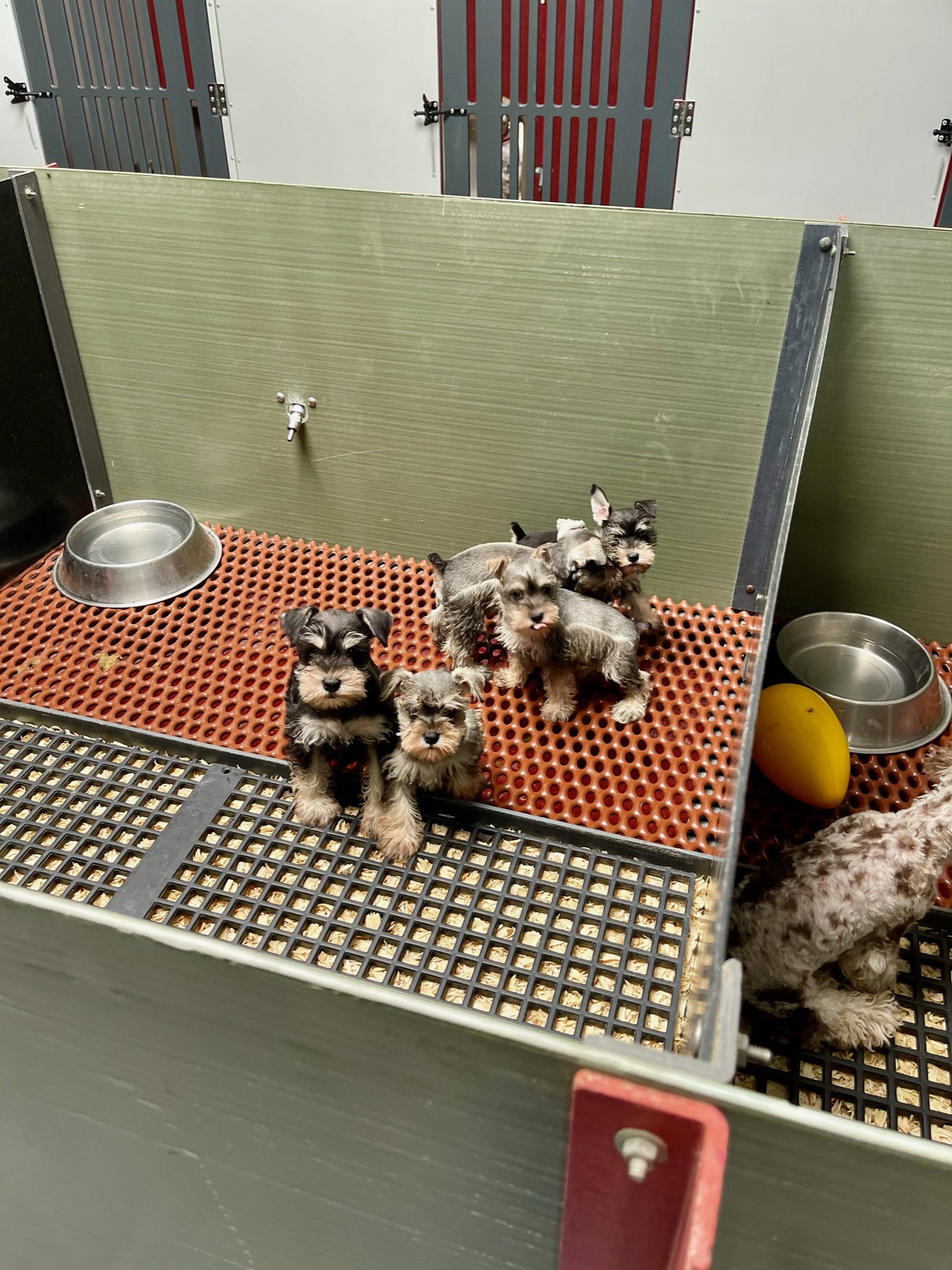 Schnauzer puppies in a kennel