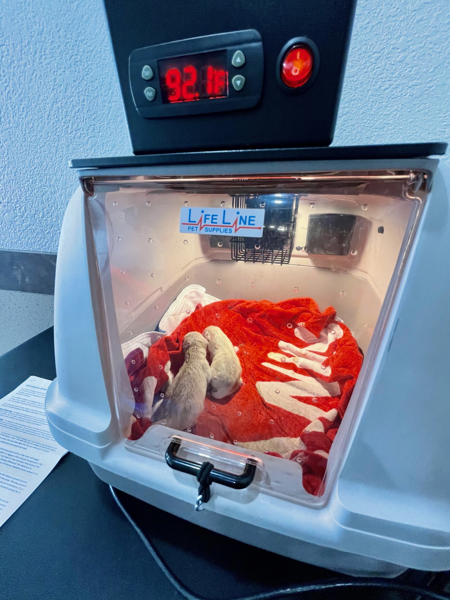 Puppies in an incubator