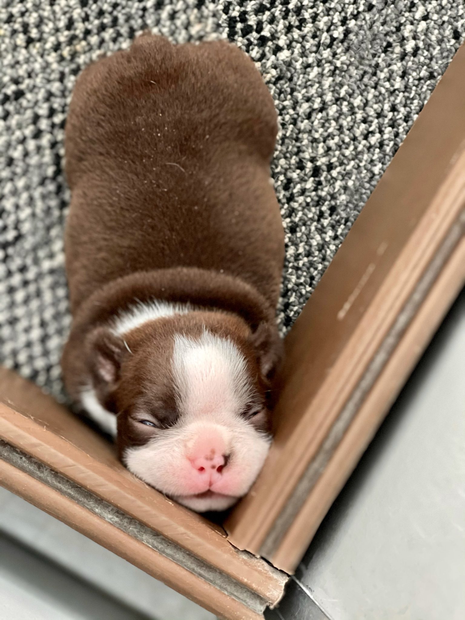 Sleepy Boston Terrier puppy