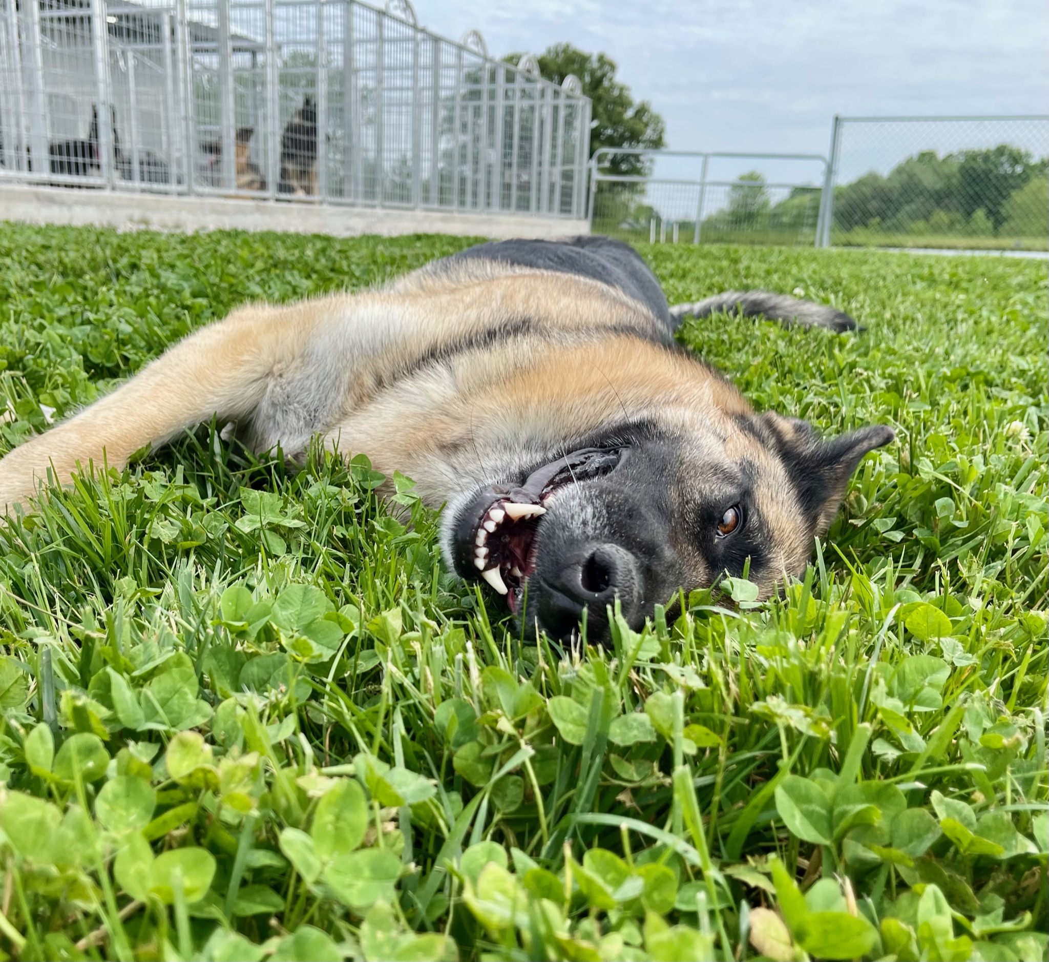 GSD lounging in the grass