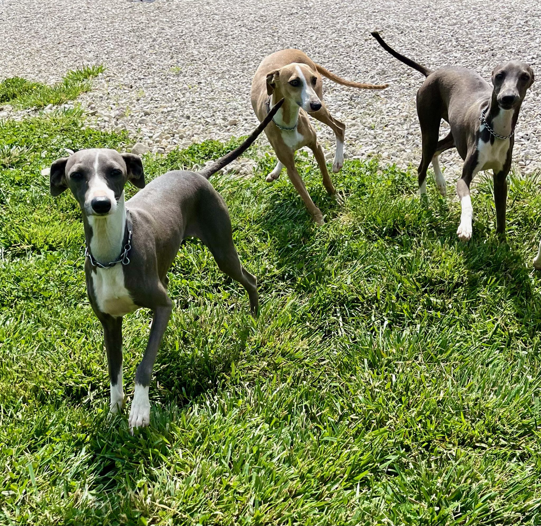 Italian greyhounds playing together