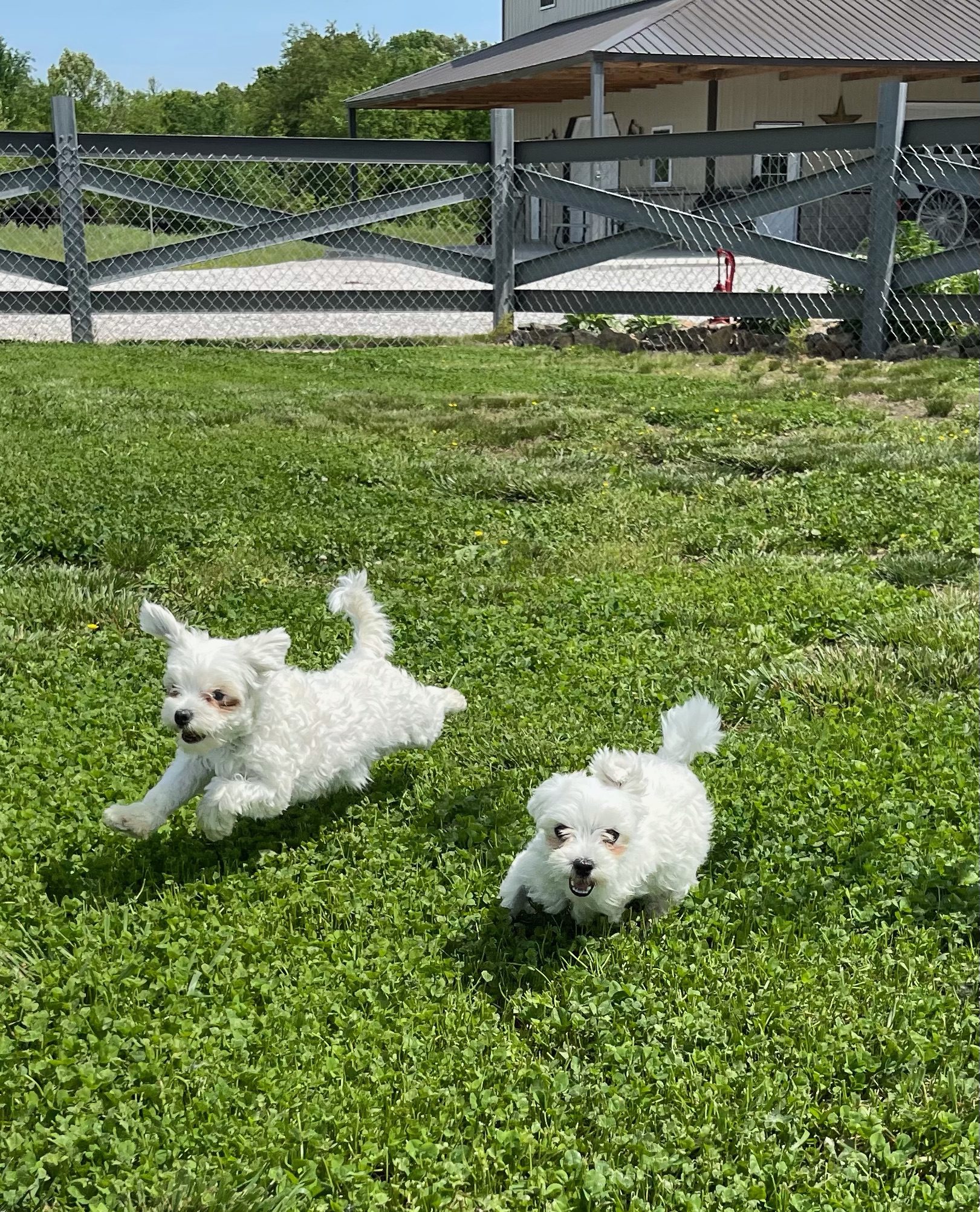 Maltese adults running around the play yard