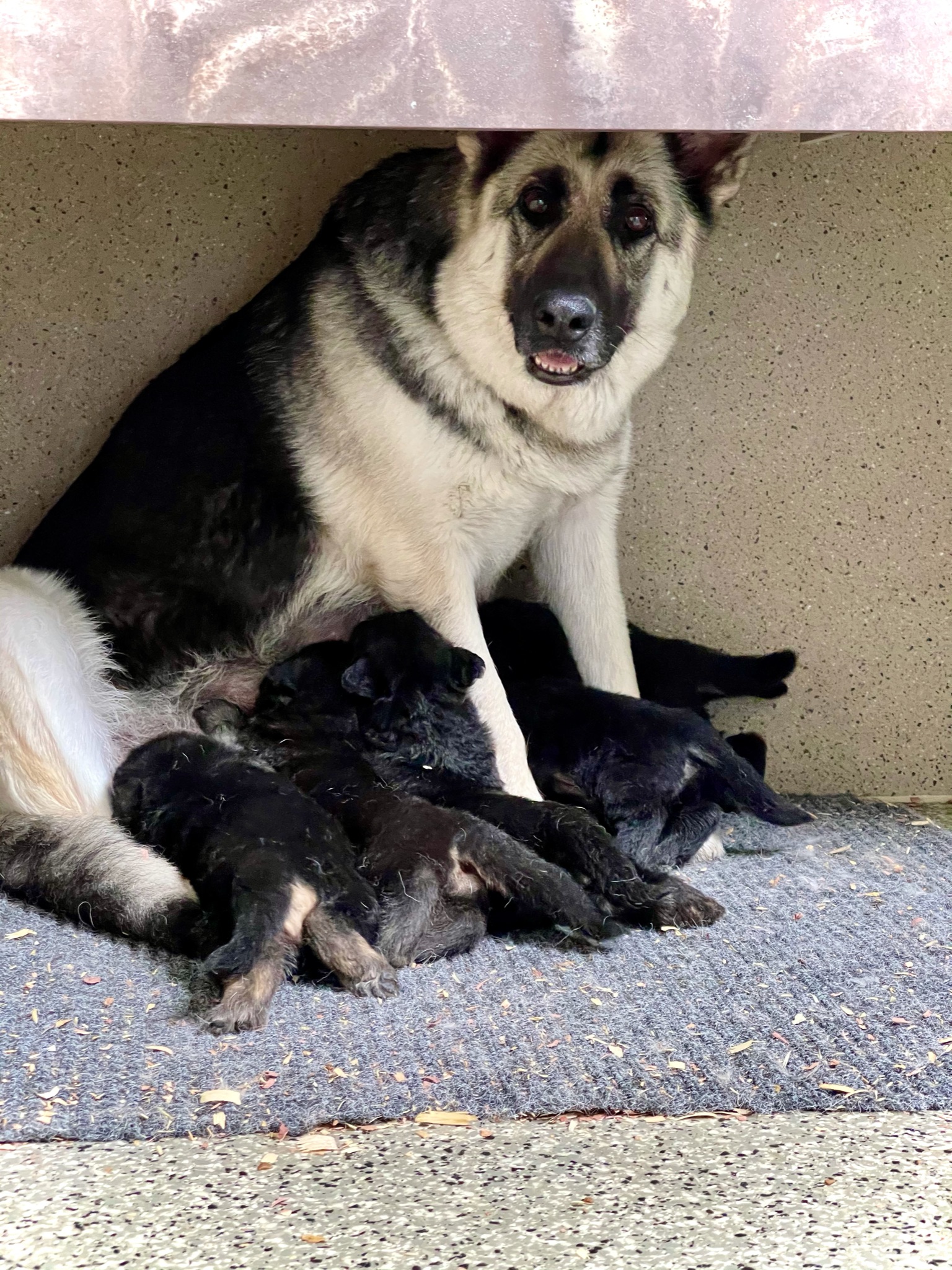 Mom GSD and her puppies