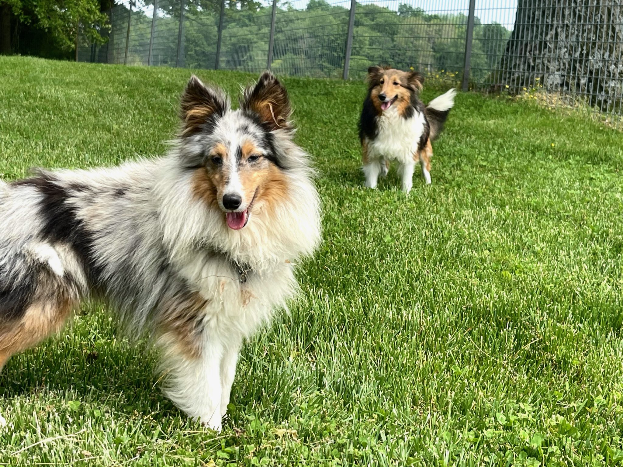 Some sheltie adult in the yard