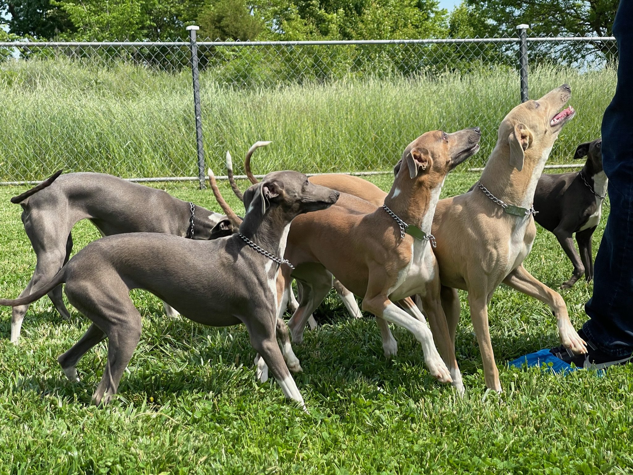 Group of adult Italian greyhounds