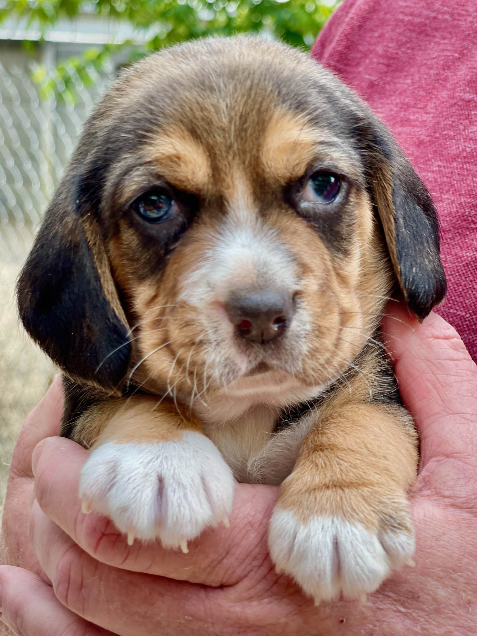 Beagle puppy closeup