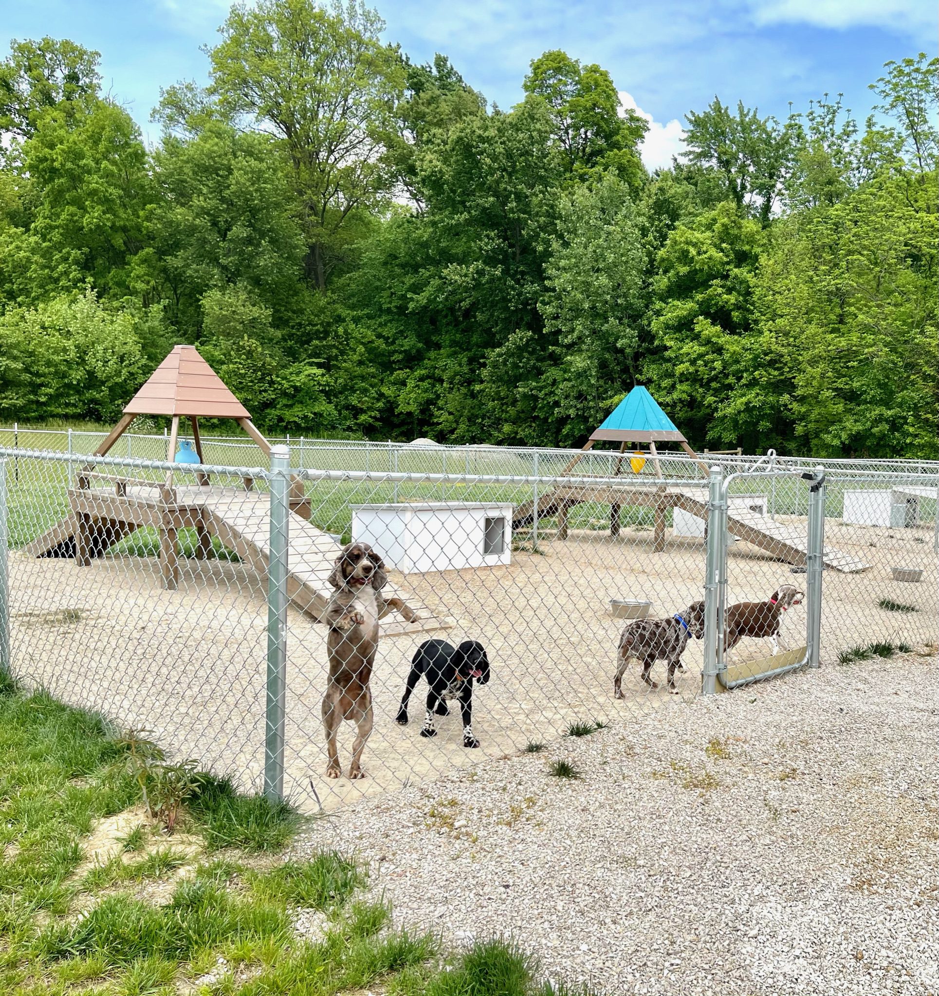 Adult dogs out in the play yards