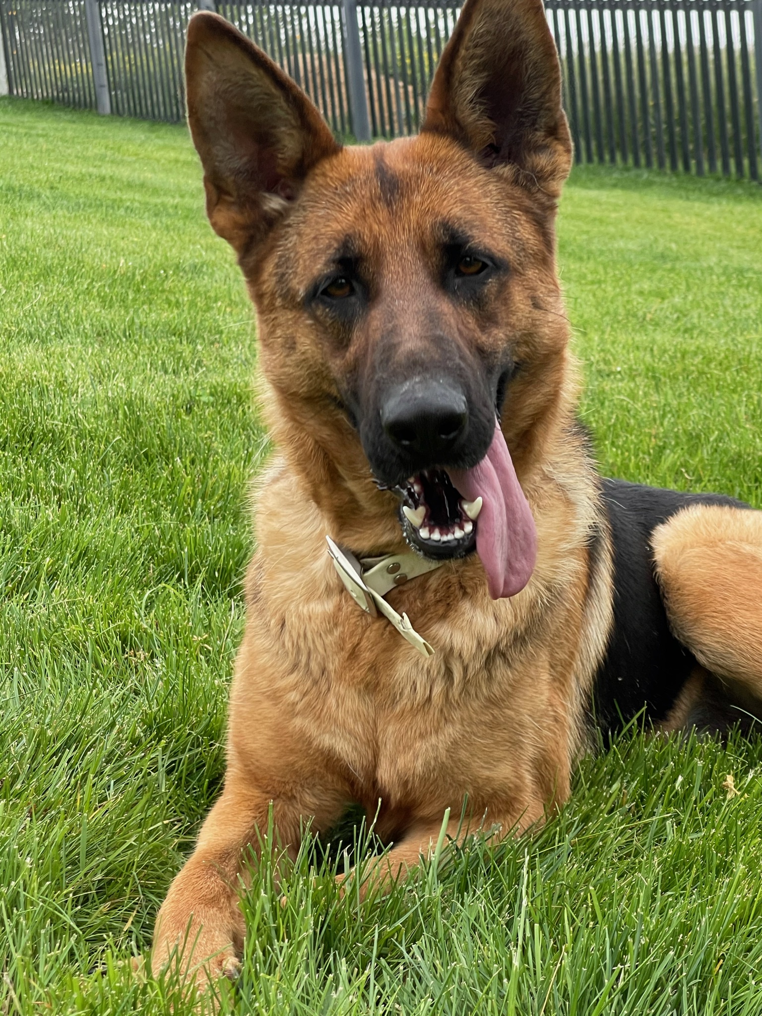 German Shepherd resting after a hard day of play!