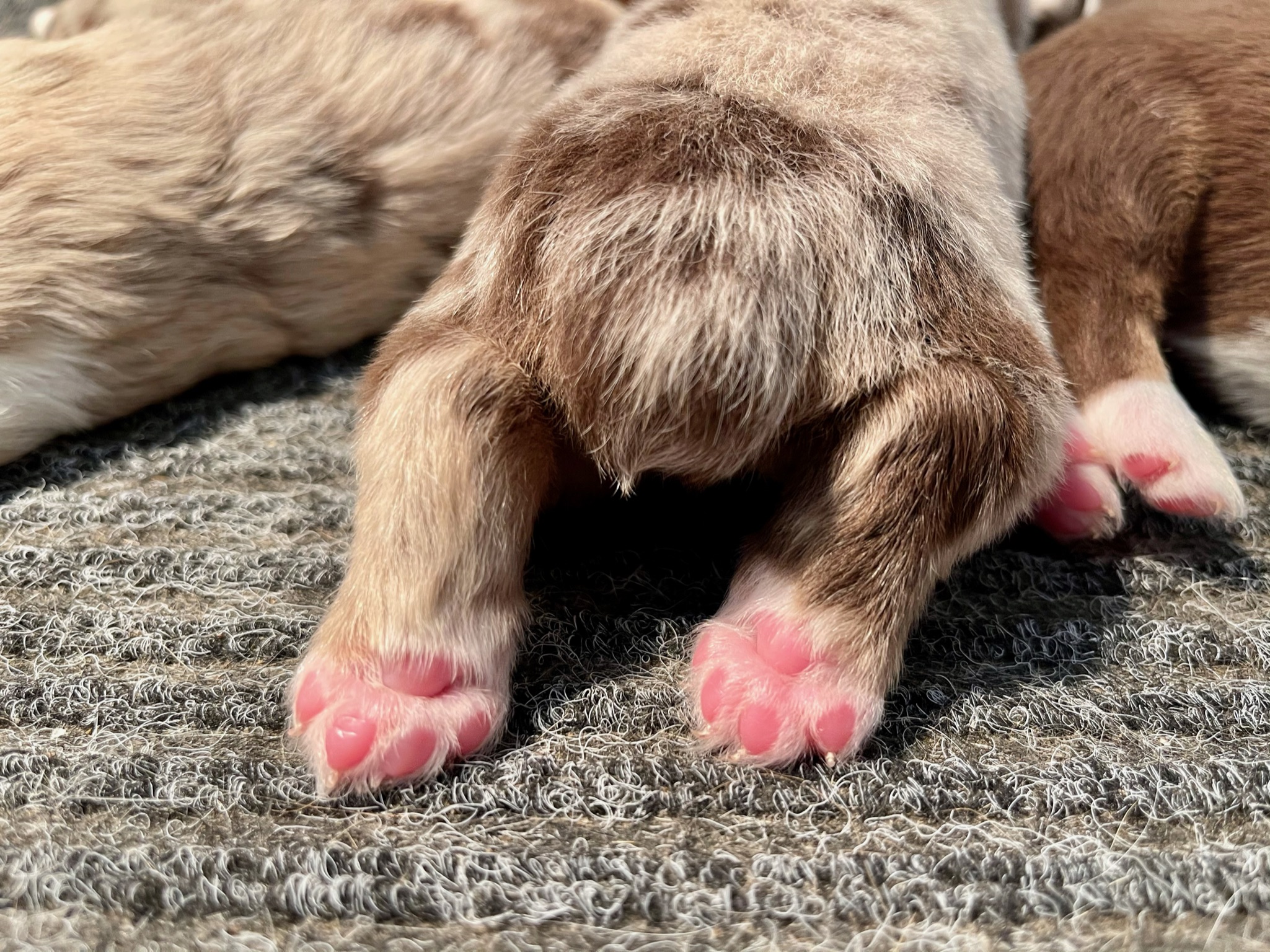 Adorable puppy feet!