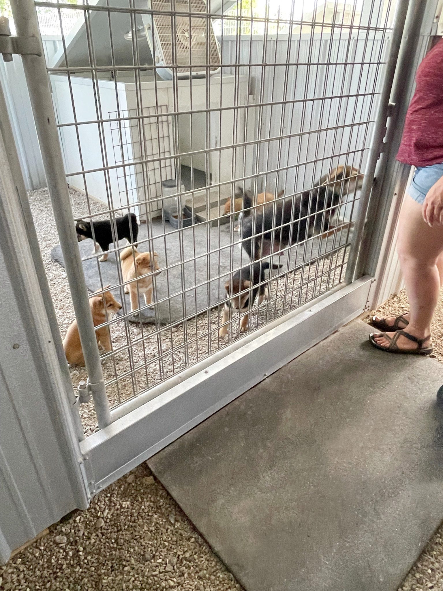 Shiba Inu puppies in their indoor kennels