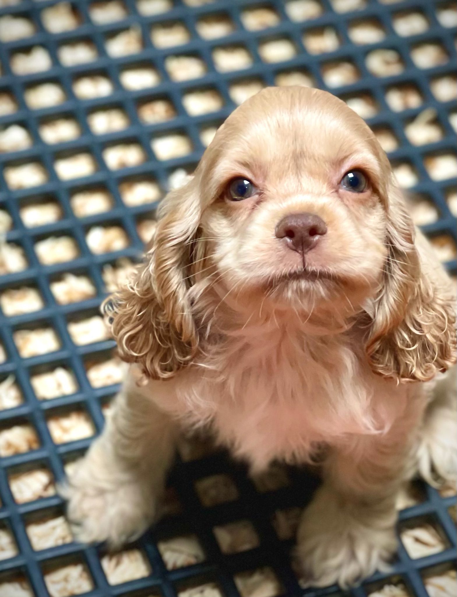 Puppy cocker spaniel