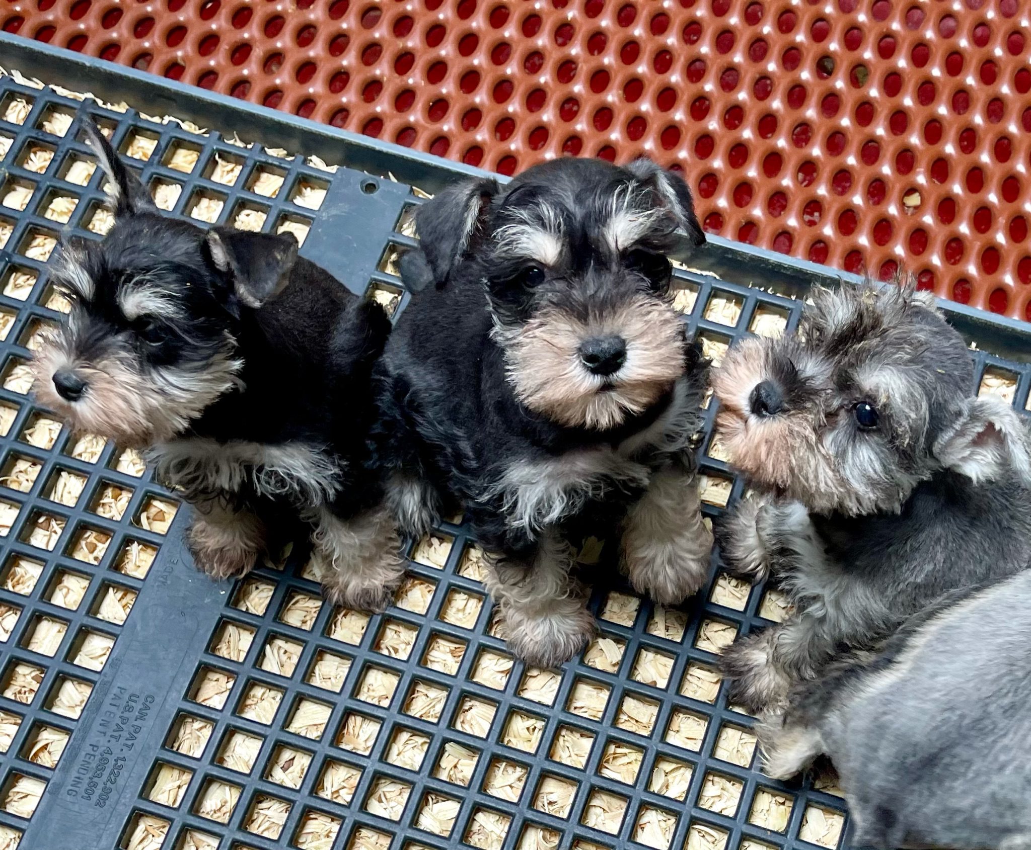 Schnauzer puppies