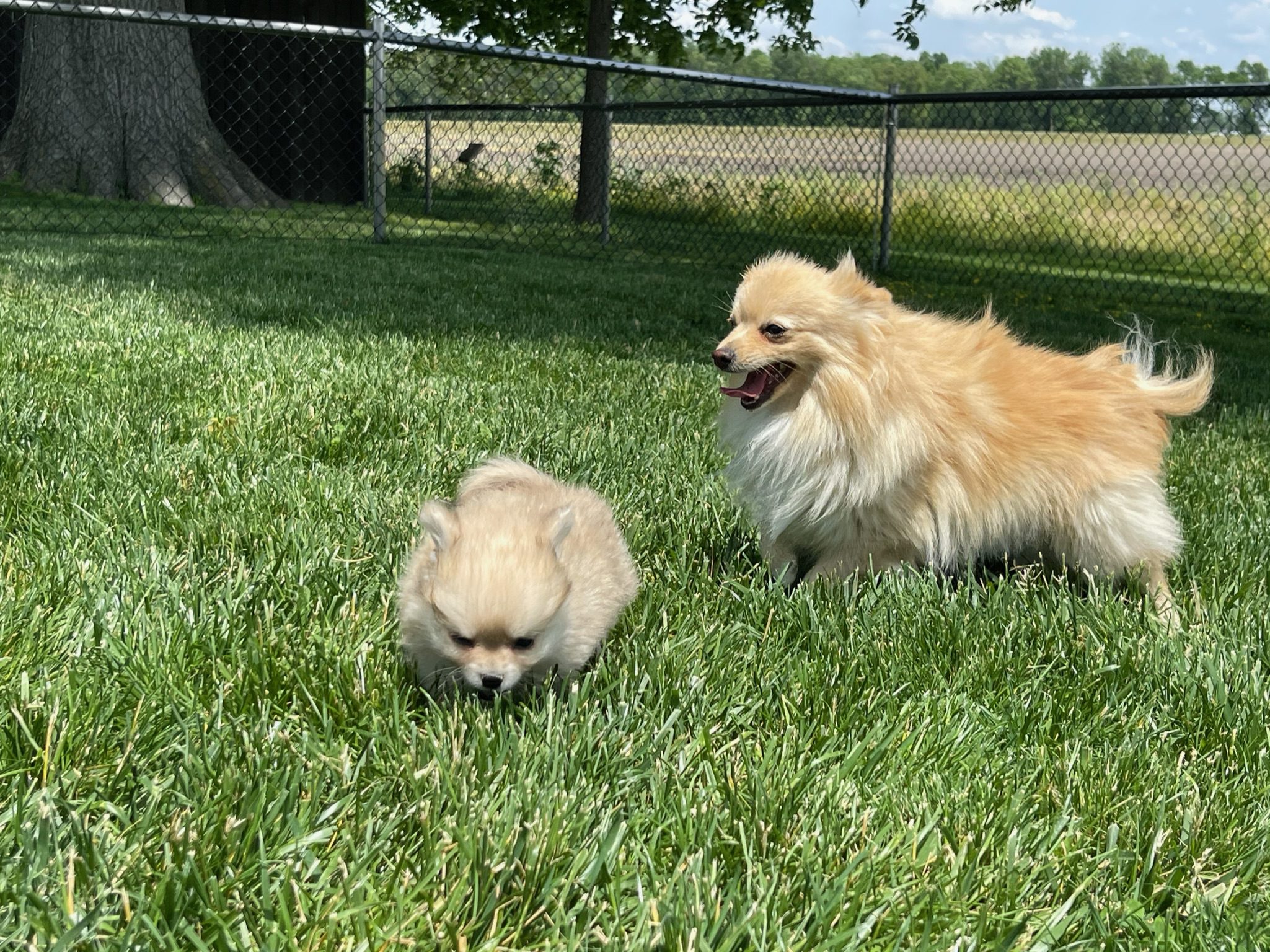 A puppy and adult playing