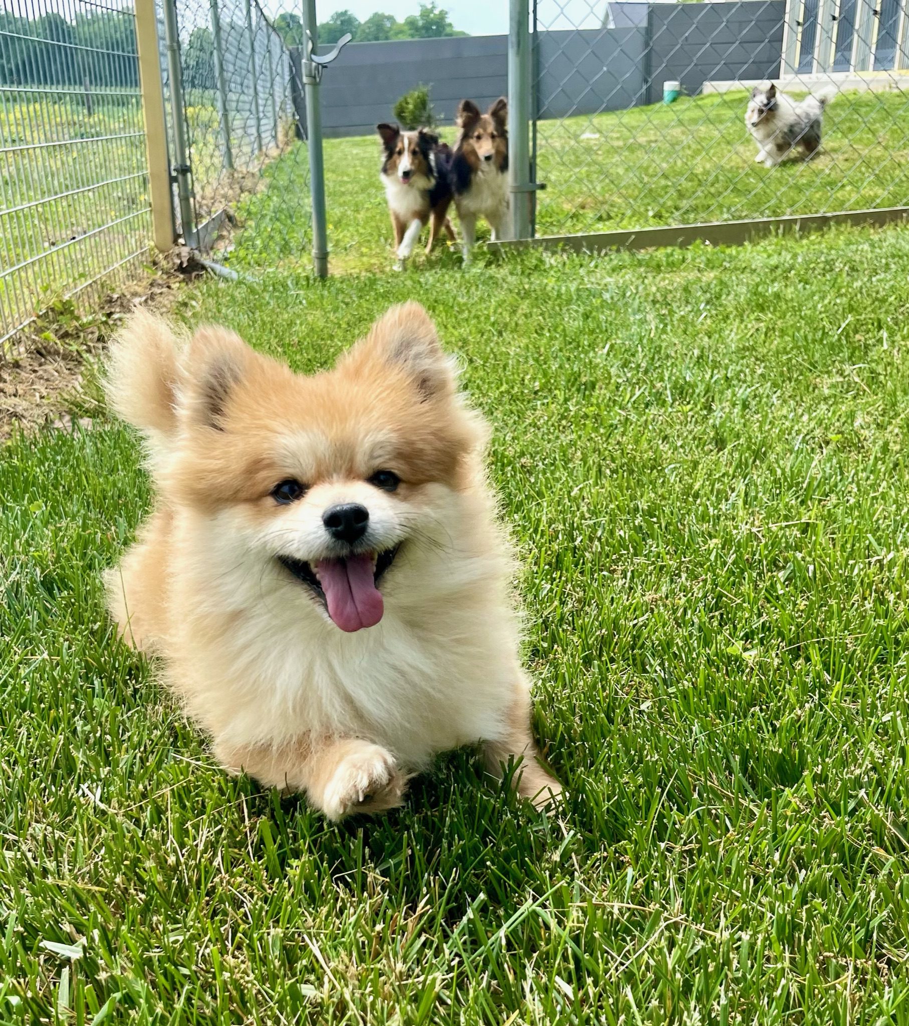 Pomeranian dog saying hello!