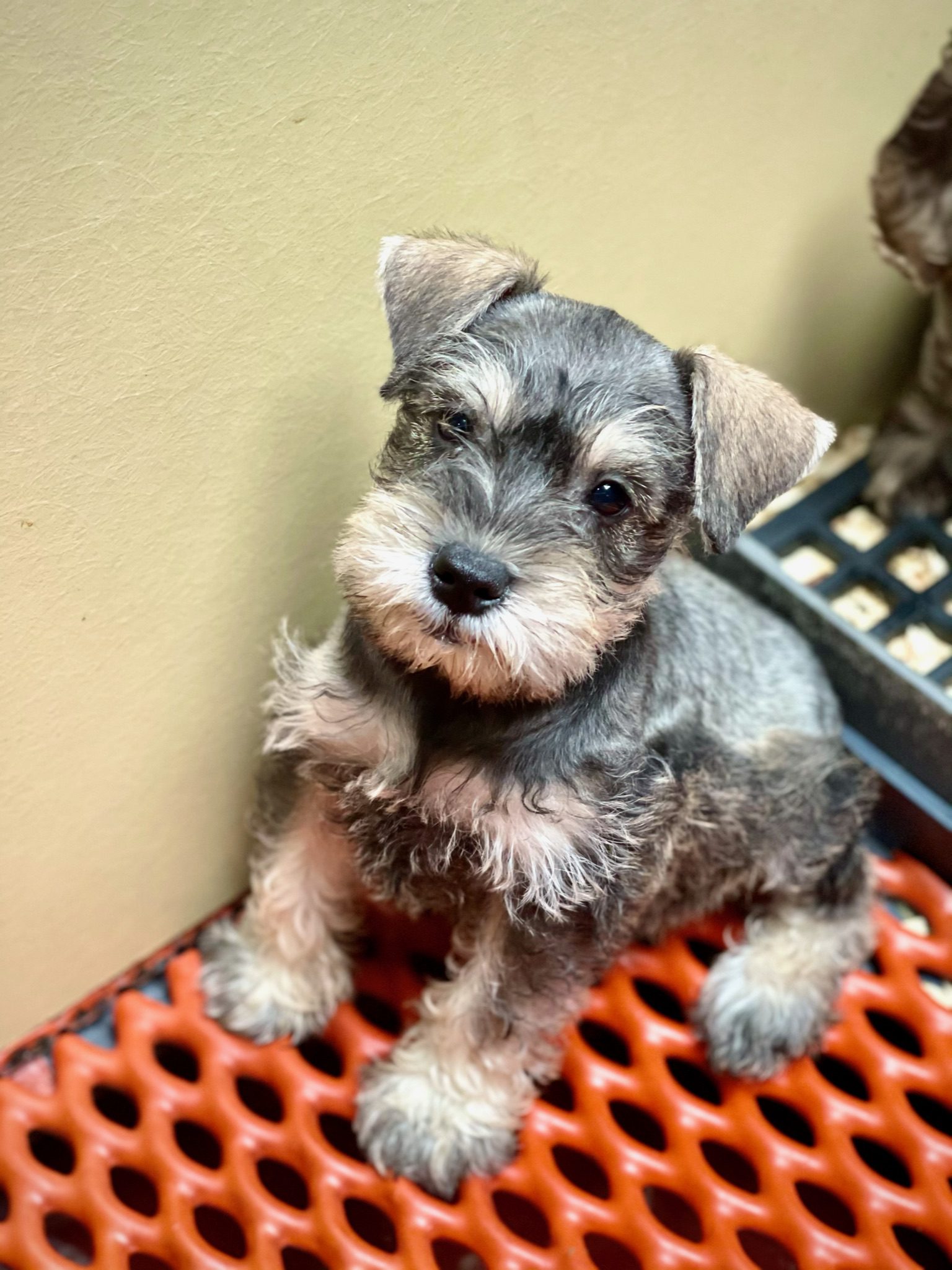 Schnauzer puppy