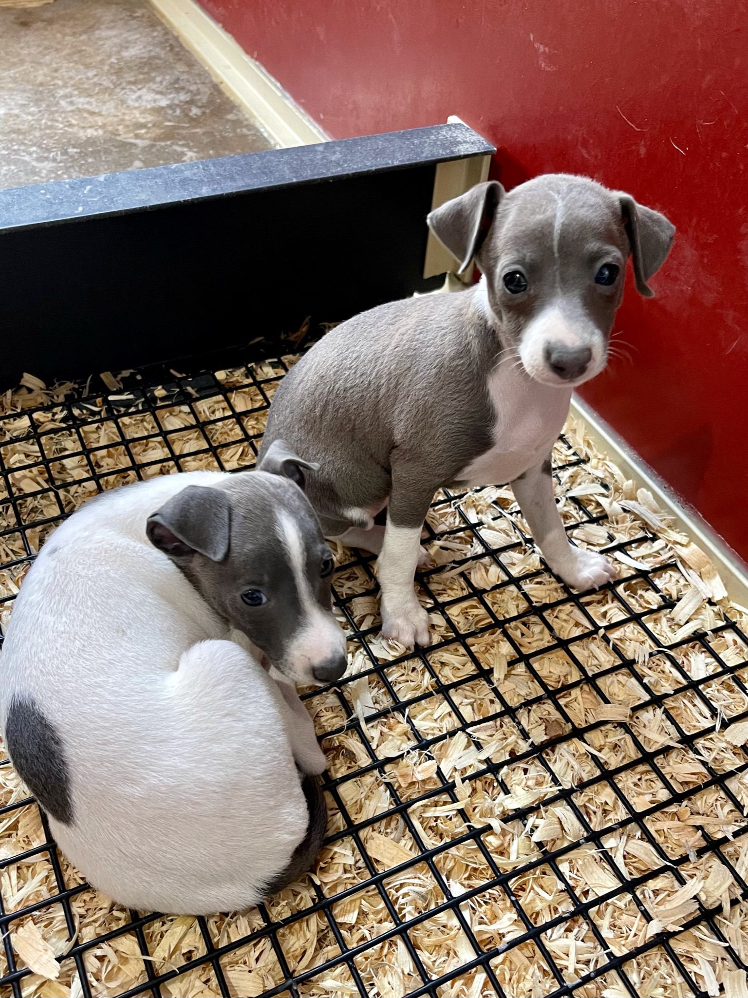 Italian greyhound puppies