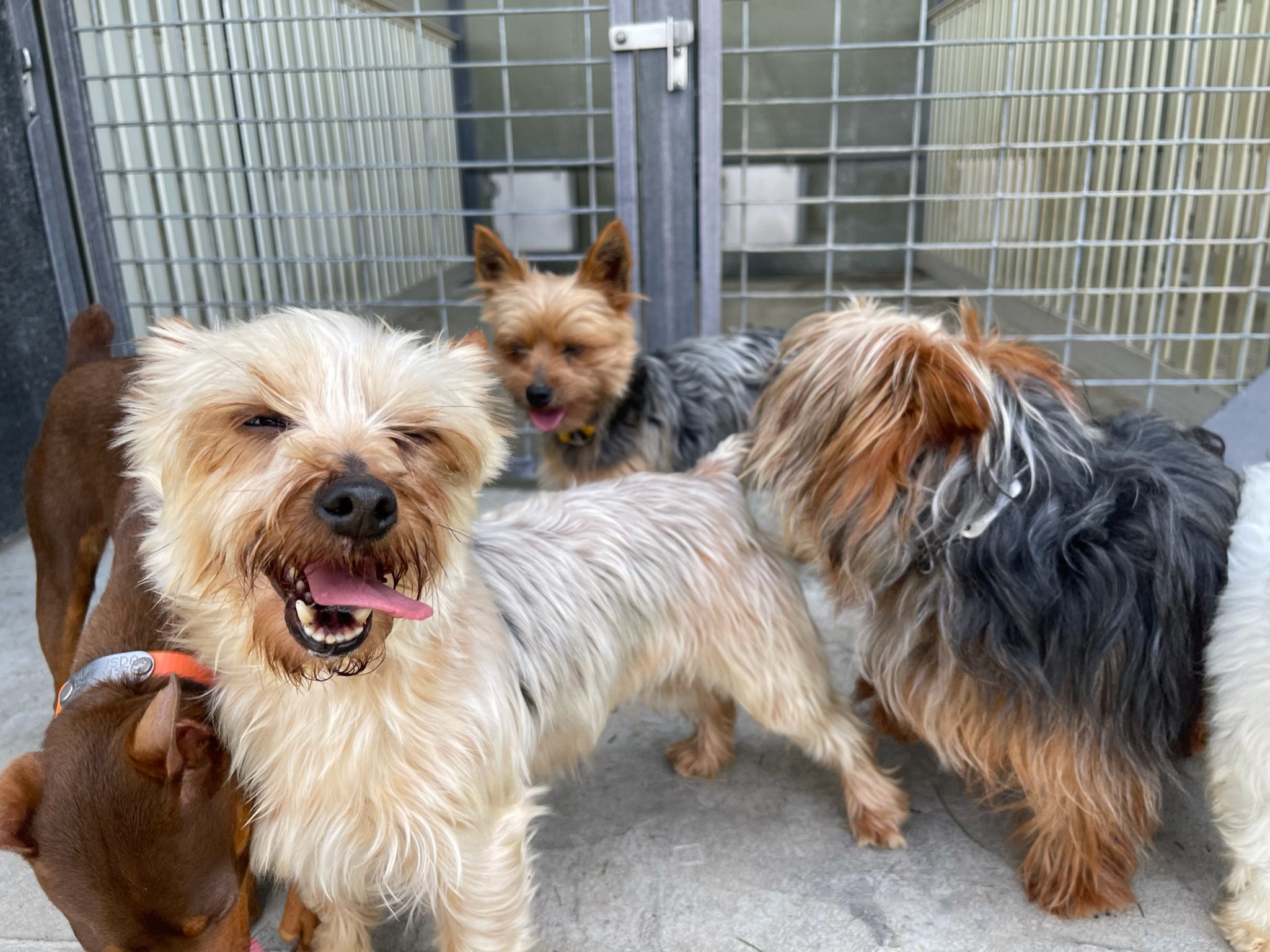 Happy Yorkies outside the kennel